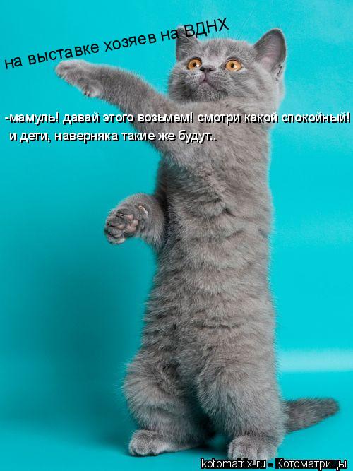 -мамуль! давай этого возьмем! смотри какой спокойный! и дети, наверняка такие же будут.. на выставке ... Котоматрица: -мамуль! давай этого возьмем! смотри какой спокойный! и дети, наверняка такие же будут.. на выставке хозяев на ВДНХ