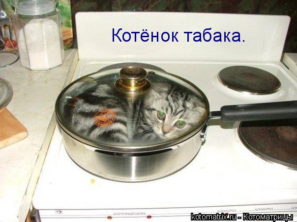 Котёнок табака.... Котоматрица: Котёнок табака.