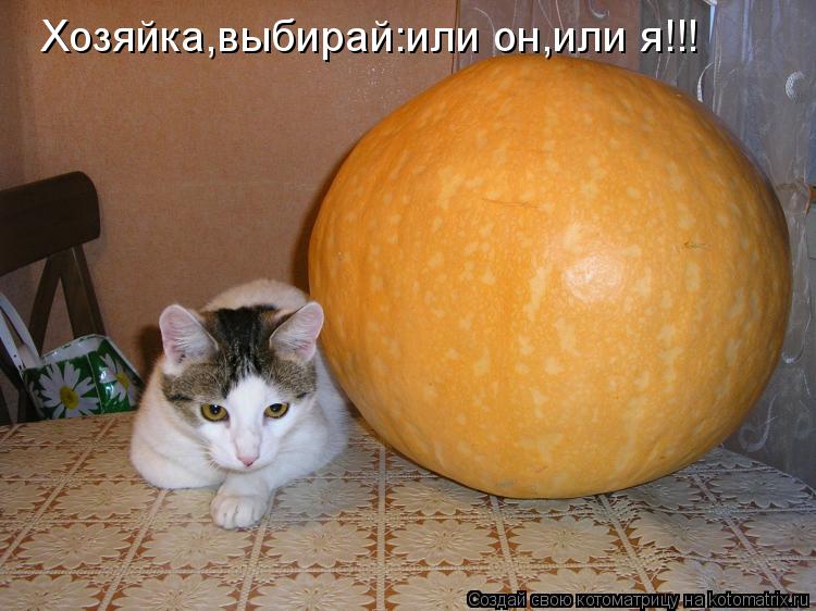 Котоматрица: Хозяйка,выбирай:или он,или я!!!