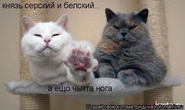 Котоматрица: князь серский и белский... а ещо чьята нога