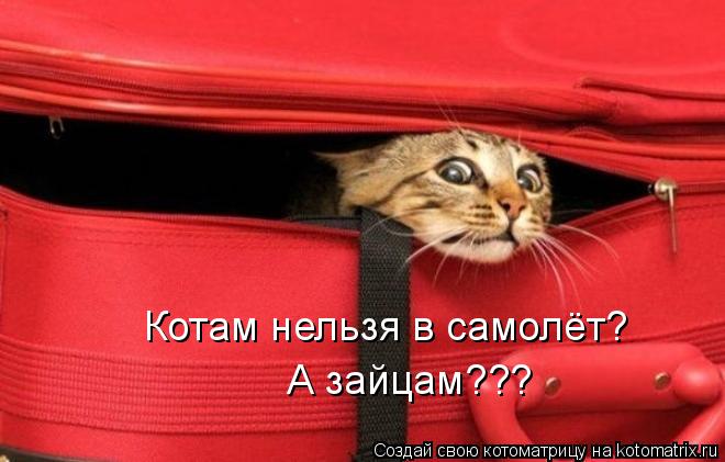 Котоматрица: Котам нельзя в самолёт? А зайцам???
