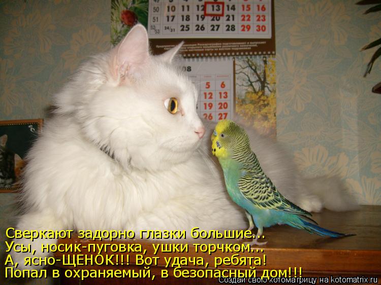 Котоматрица: Сверкают задорно глазки большие... Усы, носик-пуговка, ушки торчком... А, ясно-ЩЕНОК!!! Вот удача, ребята! Попал в охраняемый, в безопасный дом!!!