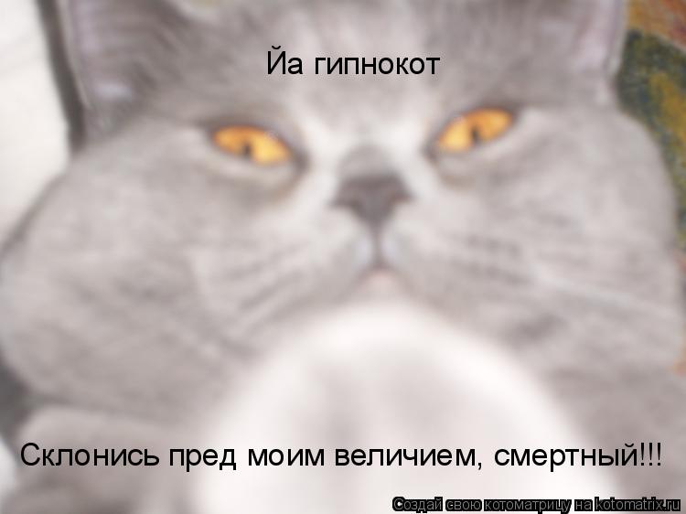 Йа гипнокот Склонись пред моим величием, смертный!!!... Котоматрица: Йа гипнокот Склонись пред моим величием, смертный!!!