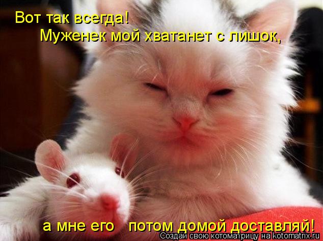 Вот так всегда! Mуженек мой хватанет с лишок, а мне его потом домой доставляй!... Котоматрица: Вот так всегда! Mуженек мой хватанет с лишок, а мне его потом домой доставляй!