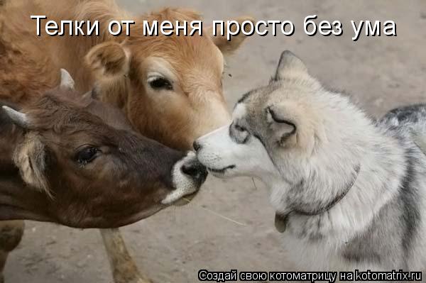 Телки от меня просто без ума... Котоматрица: Телки от меня просто без ума
