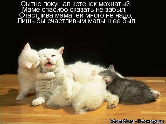 Сытно покушал котенок мохнатый, Маме спасибо сказать не забыл, Счастлива мама, ей много не надо, Лишь... Котоматрица: Сытно покушал котенок мохнатый, Маме спасибо сказать не забыл, Счастлива мама, ей много не надо, Лишь бы счастливым малыш ее был.