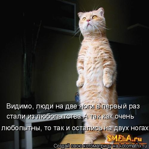 Видимо, люди на две ноги в первый раз стали из любопытства.А так как очень любопытны, то так и остал... Котоматрица: Видимо, люди на две ноги в первый раз стали из любопытства.А так как очень любопытны, то так и остались на двух ногах.