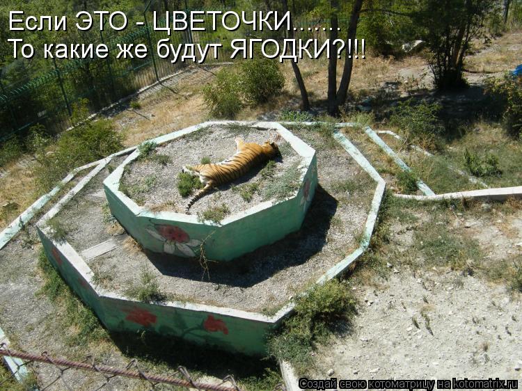 Если ЭТО - ЦВЕТОЧКИ....... То какие же будут ЯГОДКИ?!!!... Котоматрица: Если ЭТО - ЦВЕТОЧКИ....... То какие же будут ЯГОДКИ?!!!