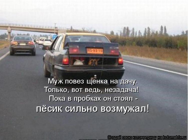 пёсик сильно возмужал! Муж повез щенка на дачу. Только, вот ведь, незадача! Пока в пробках он стоял -... Котоматрица: пёсик сильно возмужал! Муж повез щенка на дачу. Только, вот ведь, незадача! Пока в пробках он стоял -