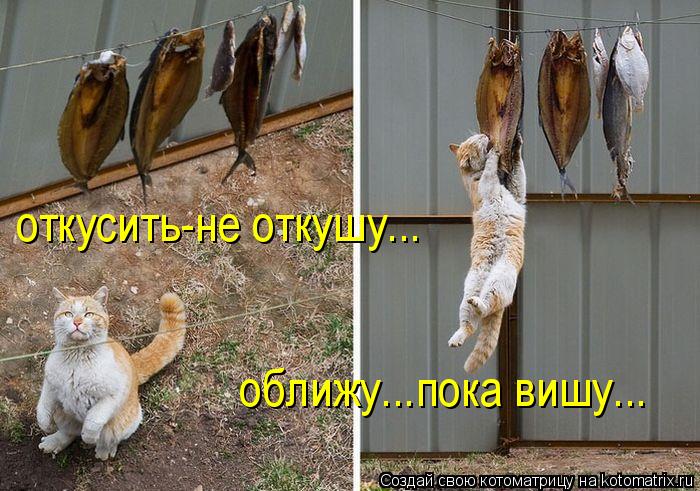 Котоматрица: откусить-не откушу... оближу...пока вишу...