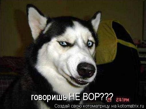 Котоматрица: говоришь НЕ ВОР???
