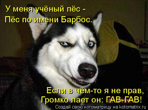 Собак зовут по именам Собак зовут по именам