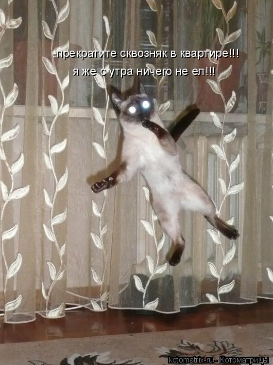 Котоматрица: -прекратите сквозняк в квартире!!! я же с утра ничего не ел!!!