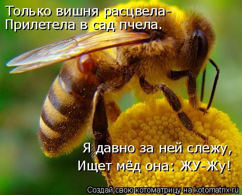 Котоматрица: Только вишня расцвела- Прилетела в сад пчела. Я давно за ней слежу,   Ищет мёд она: ЖУ-Жу!