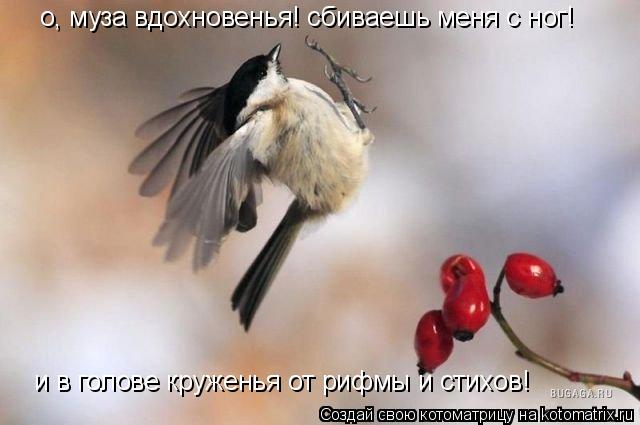 Котоматрица: о, муза вдохновенья! сбиваешь меня с ног!  и в голове круженья от рифмы и стихов!