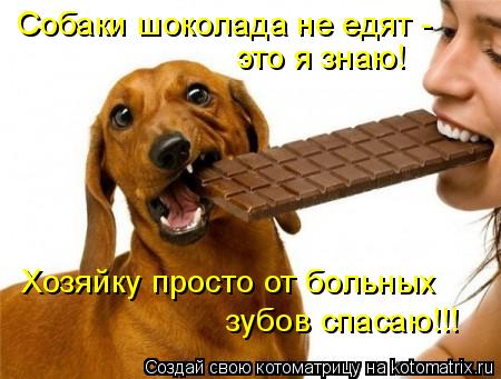 Собаки шоколада не едят - это я знаю! Хозяйку просто от больных зубов спасаю!!!... Котоматрица: Собаки шоколада не едят - это я знаю! Хозяйку просто от больных зубов спасаю!!!