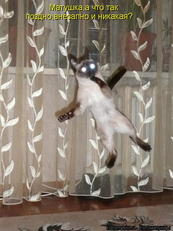 Котоматрица: Матушка,а что так поздно,внезапно и никакая?
