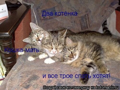 Два котёнка Кошка-мать и все трое спать хотят!... Котоматрица: Два котёнка Кошка-мать и все трое спать хотят!