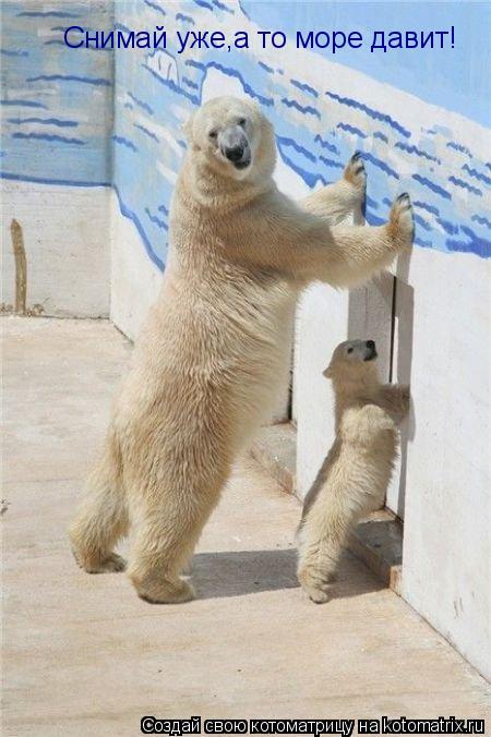 Котоматрица: Снимай уже,а то море давит!