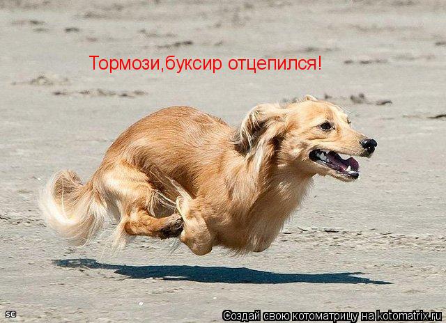 Тормози,буксир отцепился!... Котоматрица: Тормози,буксир отцепился!