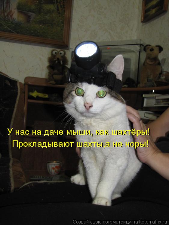 Котоматрица: Прокладывают шахты,а не норы! У нас на даче мыши, как шахтёры!