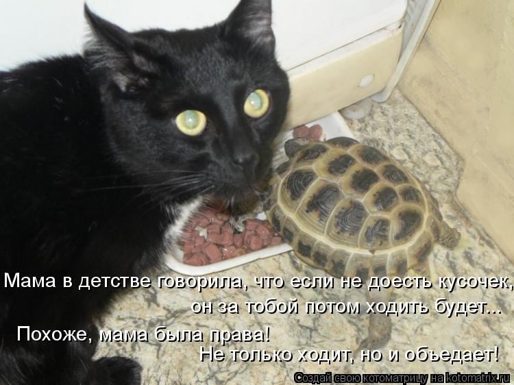 Мама в детстве говорила, что если не доесть кусочек, он за тобой потом ходить будет... Похоже, мама ... Котоматрица: Мама в детстве говорила, что если не доесть кусочек, он за тобой потом ходить будет... Похоже, мама была права! Не только ходит, но и объедает!
