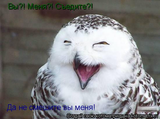 Вы?! Меня?! Съедите?! Да не смешите вы меня!... Котоматрица: Вы?! Меня?! Съедите?! Да не смешите вы меня!