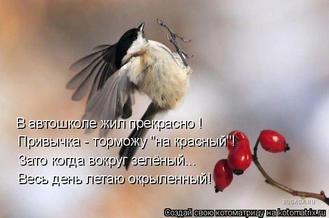 В автошколе жил прекрасно ! Привычка - торможу "на красный"! Зато когда вокруг зелёный... Весь день л... Котоматрица: В автошколе жил прекрасно ! Привычка - торможу "на красный"! Зато когда вокруг зелёный... Весь день летаю окрыленный!