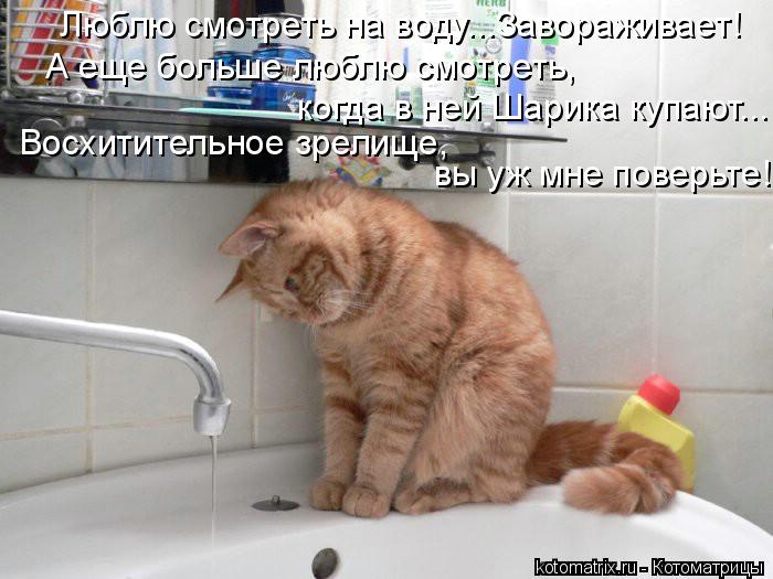 Люблю смотреть на воду...Завораживает! А еще больше люблю смотреть, когда в ней Шарика купают... Вос... Котоматрица: Люблю смотреть на воду...Завораживает! А еще больше люблю смотреть, когда в ней Шарика купают... Восхитительное зрелище, вы уж мне поверьте!