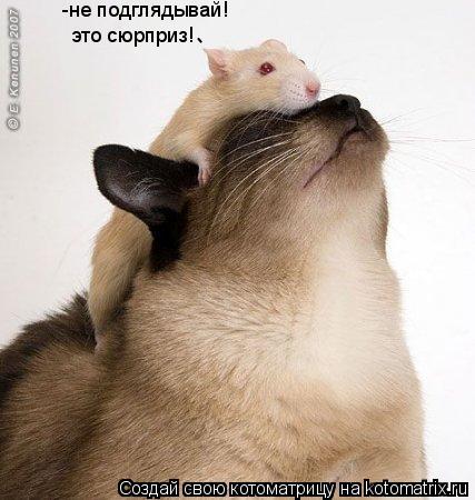 это сюрприз! -не подглядывай! -... Котоматрица: это сюрприз! -не подглядывай! -