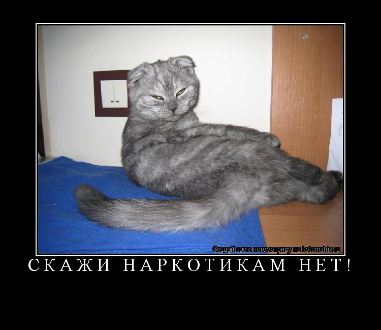 Котоматрица: Скажи наркотикам НЕТ! 
