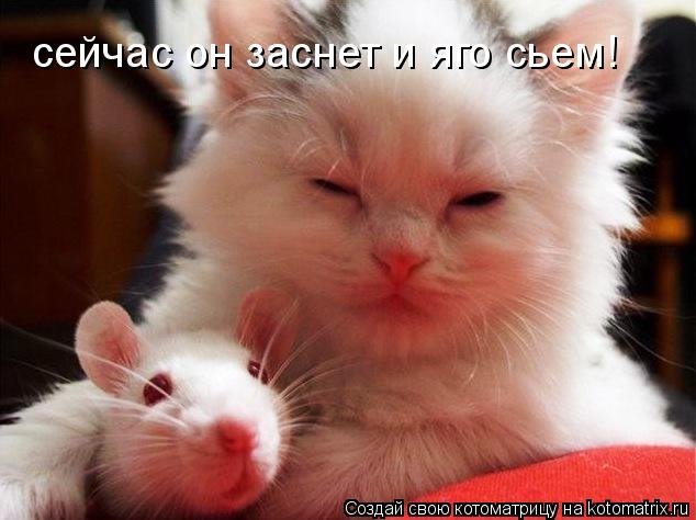 сейчас он заснет и яго сьем!... Котоматрица: сейчас он заснет и яго сьем!