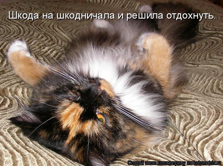 Шкода на шкодничала и решила отдохнуть.... Котоматрица: Шкода на шкодничала и решила отдохнуть.