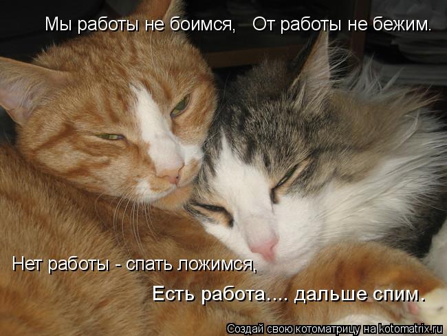 Котоматрица: Мы работы не боимся,   От работы не бежим. Нет работы - спать ложимся, Есть работа.... дальше спим.