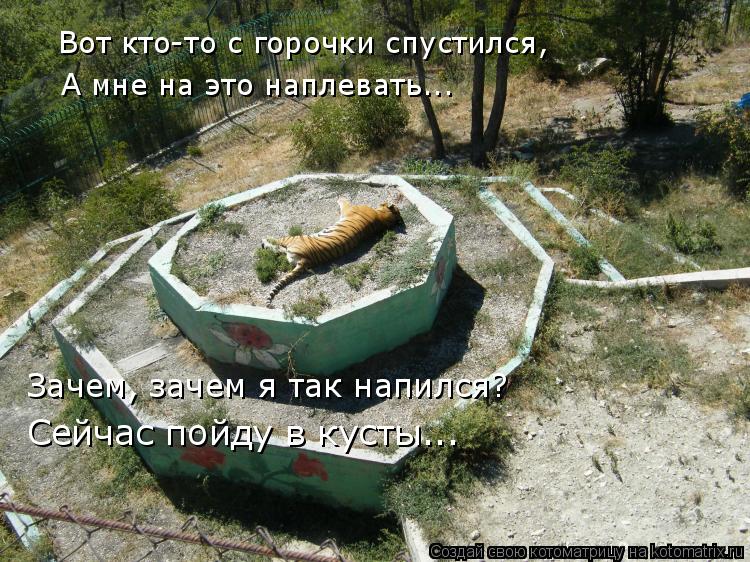 Котоматрица: Вот кто-то с горочки спустился, А мне на это наплевать... Зачем, зачем я так напился? Сейчас пойду в кусты...