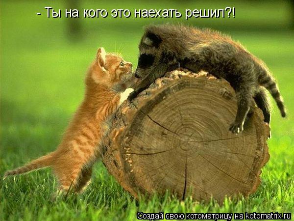 - Ты на кого это наехать решил?!... Котоматрица: - Ты на кого это наехать решил?!