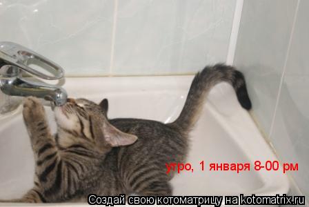 Котоматрица: утро, 1 января 8-00 рм