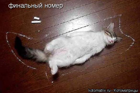 Котоматрица: финальный номер