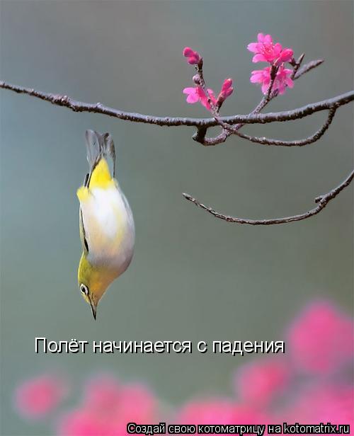 Полёт начинается с падения... Котоматрица: Полёт начинается с падения