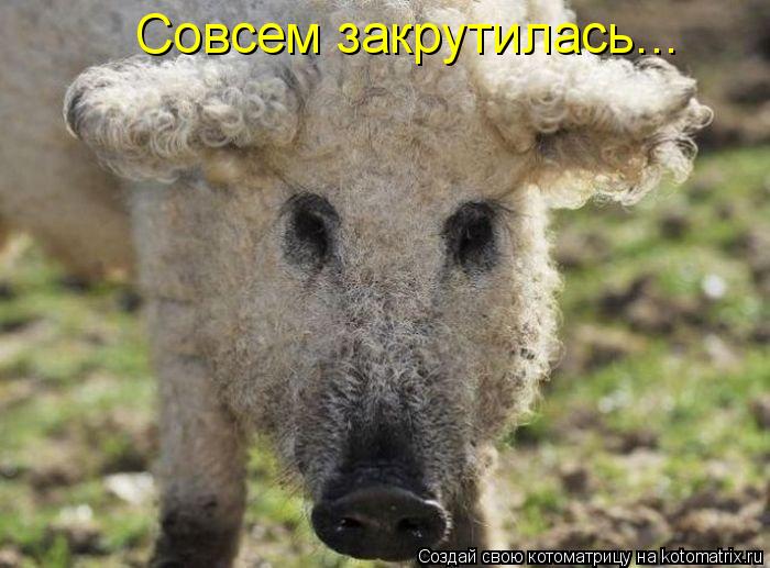 Котоматрица: Совсем закрутилась...