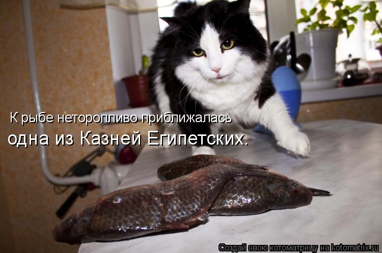 К рыбе неторопливо приближалась одна из Казней Египетских.... Котоматрица: К рыбе неторопливо приближалась одна из Казней Египетских.