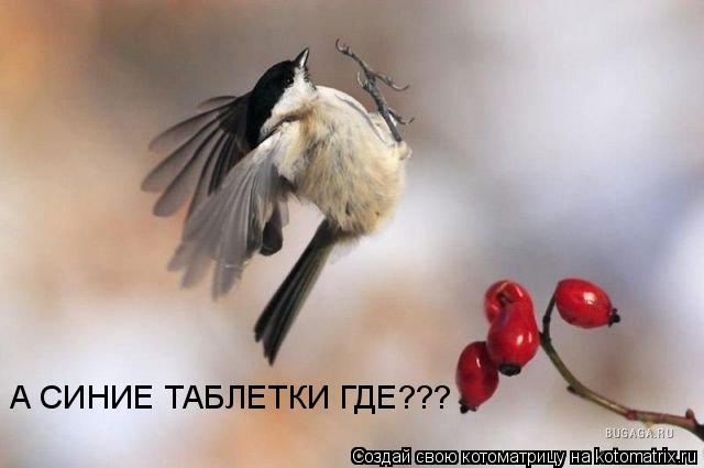 А СИНИЕ ТАБЛЕТКИ ГДЕ???... Котоматрица: А СИНИЕ ТАБЛЕТКИ ГДЕ???