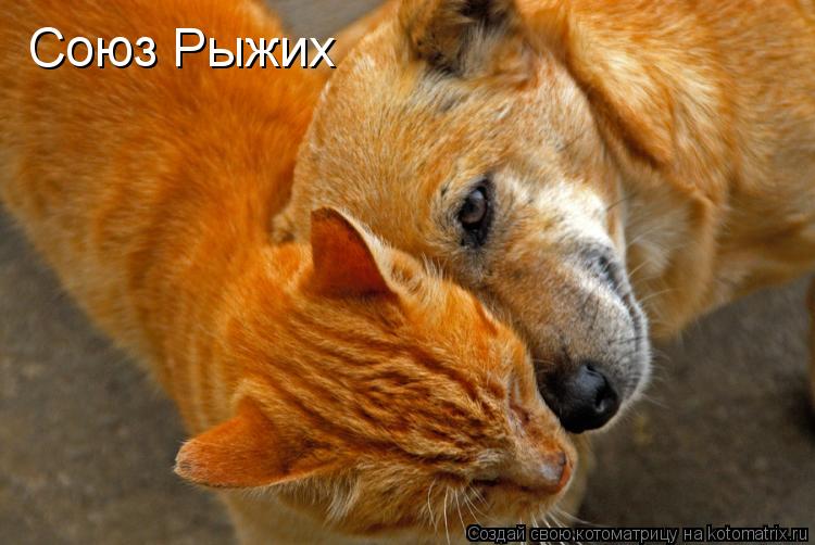 Союз Рыжих... Котоматрица: Союз Рыжих