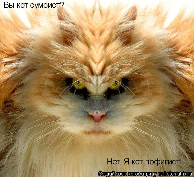 Вы кот сумоист? Нет. Я кот пофигист!... Котоматрица: Вы кот сумоист? Нет. Я кот пофигист!