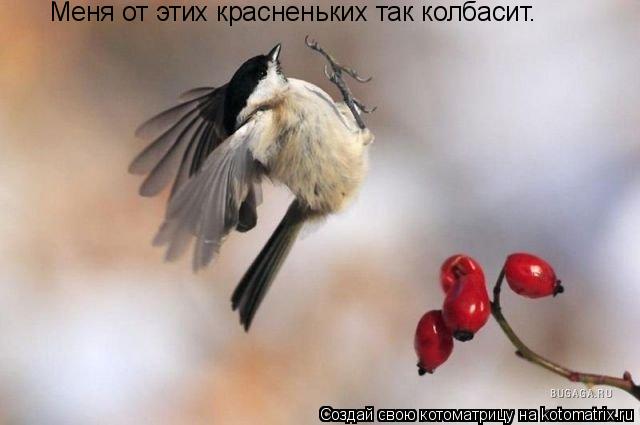 Меня от этих красненьких так колбасит.... Котоматрица: Меня от этих красненьких так колбасит.