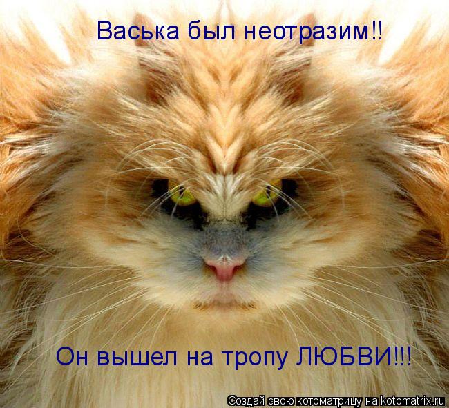 Васька был неотразим!! Он вышел на тропу ЛЮБВИ!!!... Котоматрица: Васька был неотразим!! Он вышел на тропу ЛЮБВИ!!!