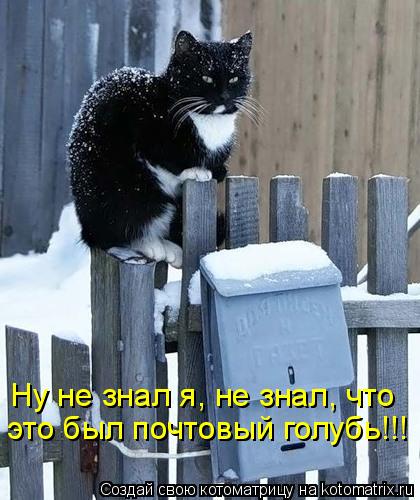 Ну не знал я, не знал, что это был почтовый голубь!!!... Котоматрица: Ну не знал я, не знал, что это был почтовый голубь!!!