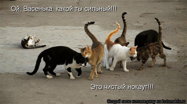Ой, Васенька, какой ты сильный!!! Это чистый нокаут!!!... Котоматрица: Ой, Васенька, какой ты сильный!!! Это чистый нокаут!!!
