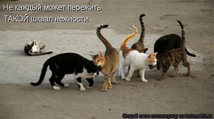 Котоматрица: Не каждый может пережить  ТАКОЙ шквал нежности...