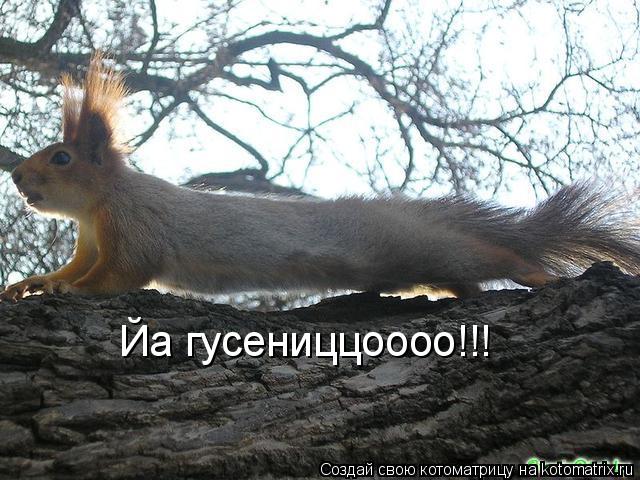 Йа гусениццоооо!!!... Котоматрица: Йа гусениццоооо!!!